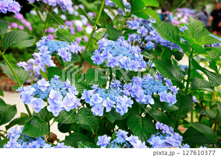 アジサイ　紫陽花 127610377