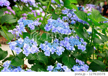 アジサイ　紫陽花 127610378