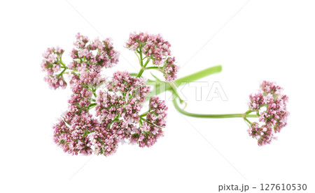 Valerian flowers isolated on white background. Valeriana officinalis. Medicinal herbs. 127610530