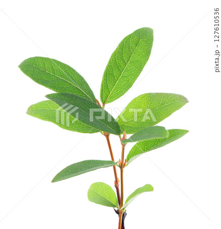 Honeysuckle twig isolated on white background. Fresh honeysuckle green leaves. Clipping path. 127610536