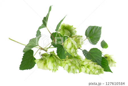 Fresh green hops branch, isolated on a white background. Hop cones with leaf. Organic Hop Flowers. Clipping path. Fresh green hops branch, isolated on a white background. Hop cones with leaf. Organic Hop Flowers. Clipping path. 127610584