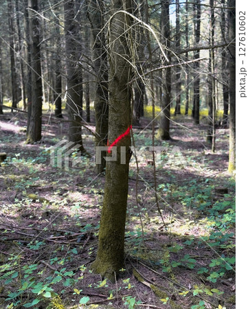 Marked Tree Trunk in Dense Forest. Close-up of a tree trunk with a red paint mark in a dense forest. Marked Tree Trunk in Dense Forest. Close-up of a tree trunk with a red paint mark in a dense forest. 127610602
