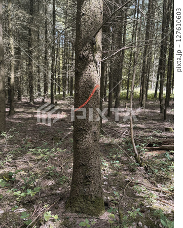 Marked Tree Trunk in Dense Forest. Close-up of a tree trunk with a red paint mark in a dense forest, likely indicating a trail or forestry boundary. Marked Tree Trunk in Dense Forest. Close-up of a tree trunk with a red paint mark in a dense forest, likely indicating a trail or forestry boundary. 127610603