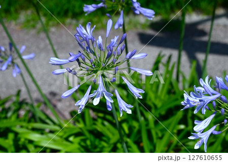 アガパンサスの花 アガパンサスの花 127610655