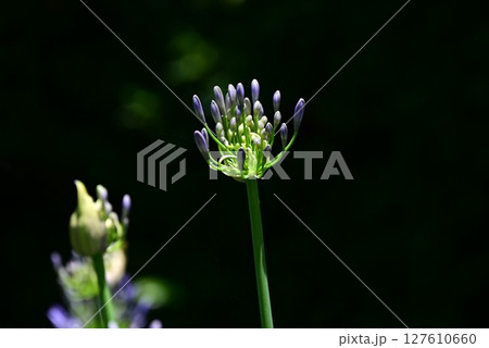 アガパンサスの花 127610660