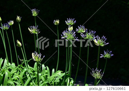 アガパンサスの花 127610661