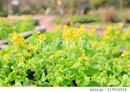 明るい　菜の花 127610916
