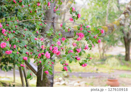 可愛い ツバキの花 可愛い ツバキの花 127610918