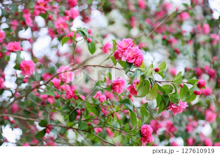 可愛い　ツバキの花 127610919