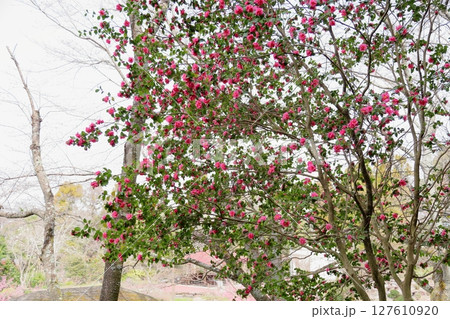 可愛い　ツバキの花 127610920