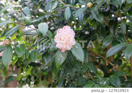 可愛い ツバキの花 イカリ絞り 可愛い ツバキの花 イカリ絞り 127610923