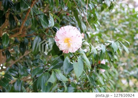 可愛い　ツバキの花　イカリ絞り 127610924