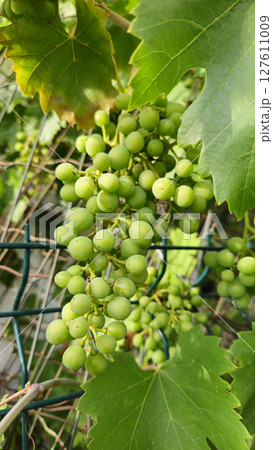 Green bunch of ripening grapes, close-up Green bunch of ripening grapes, close-up 127611009