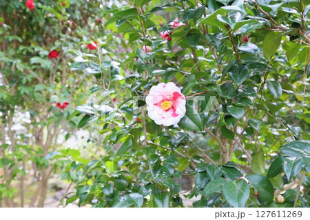 鮮やか　ツバキの花　岩根絞り 127611269