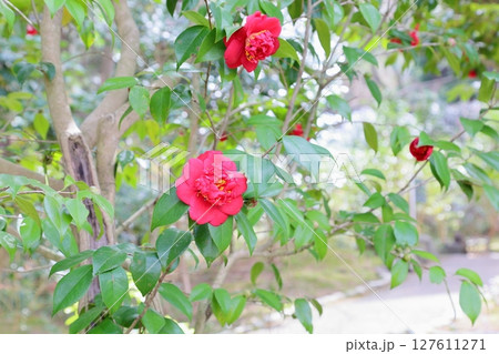 鮮やか　ツバキの花　牡丹咲き 127611271