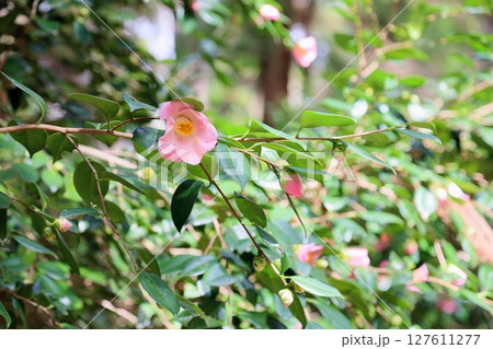 可愛い　ツバキの花　貴婦人 127611277