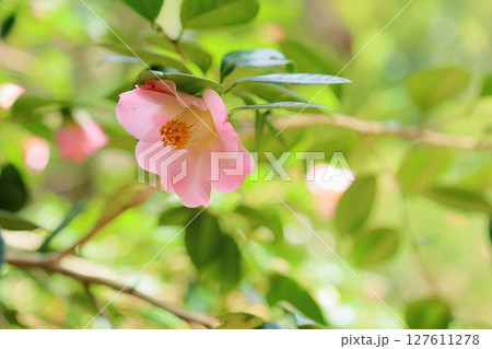 可愛い　ツバキの花　貴婦人 127611278