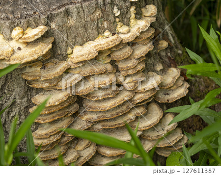 切り株に生えた茸 127611387