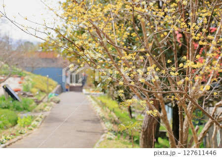 サンシュユの花　満開 127611446