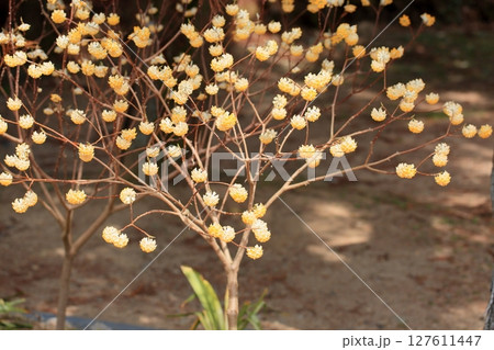 ミツマタの花 127611447