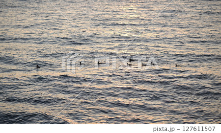 海面 127611507