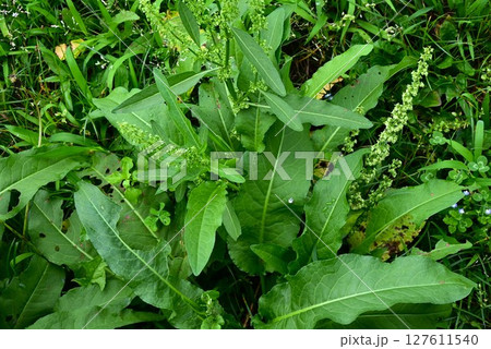 ギシギシ・羊蹄 ギシギシ・羊蹄 127611540