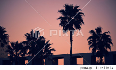 夕暮れの空と椰子の木 夕暮れの空と椰子の木 127611613