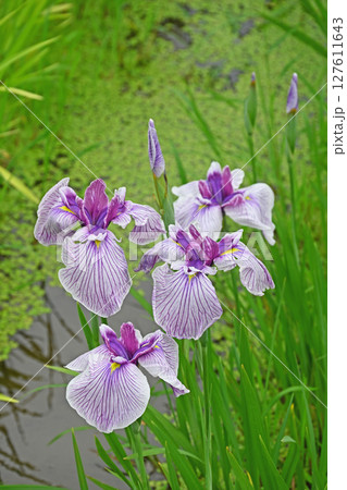 花菖蒲 127611643