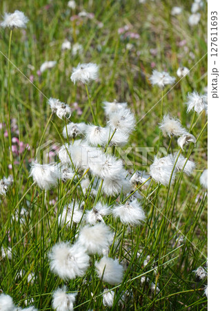 志賀高原　ワタスゲが咲く田ノ原湿原 127611693