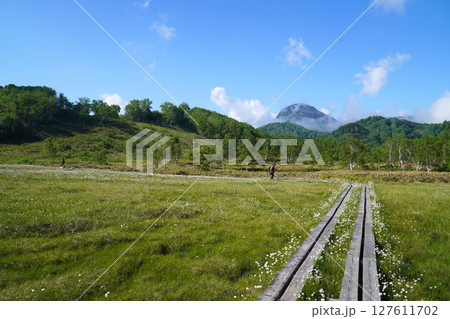 志賀高原　ワタスゲが咲く田ノ原湿原 127611702