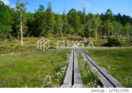志賀高原 ワタスゲが咲く田ノ原湿原 志賀高原 ワタスゲが咲く田ノ原湿原 127611709