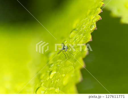 雨に濡れた葉に止まるアシナガキンバエ 127611771