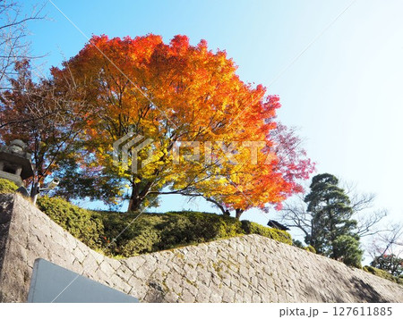 皇居乾通りから見る紅葉 皇居乾通りから見る紅葉 127611885