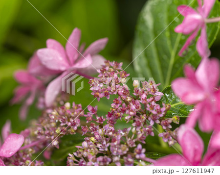 雨に濡れた額紫陽花の真花 127611947