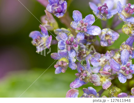 雨に濡れた額紫陽花の真花 127611948