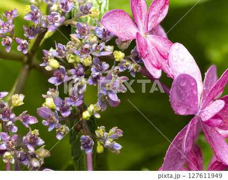 雨に濡れた額紫陽花の真花 127611949