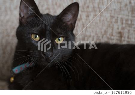 見つめる黒猫 127611950