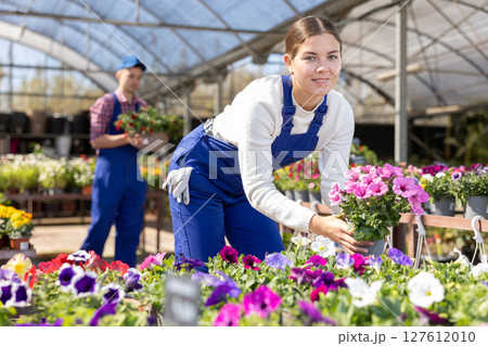 Positive young woman in casual clothes choosing potted Petunia flowers for house while shopping in greenhouse 127612010