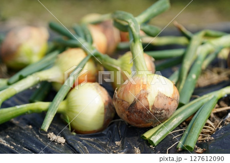 タマネギの収穫　 127612090