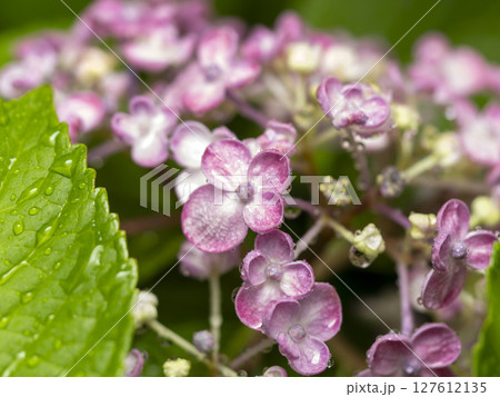 雨に濡れたピンク色の紫陽花 雨に濡れたピンク色の紫陽花 127612135