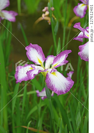花菖蒲 127612401