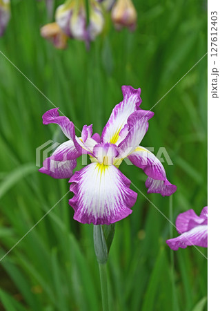花菖蒲 127612403