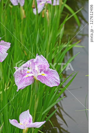 花菖蒲 127612406