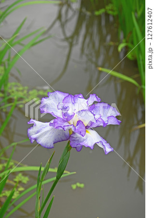 花菖蒲 花菖蒲 127612407