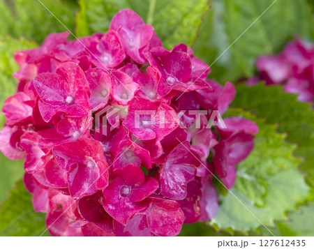 真っ赤な紫陽花の花 127612435