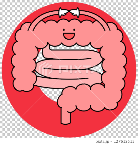 Correct intestine illustration 127612513