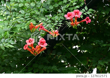 ノウゼンカズラの花・凌霄花 127612571