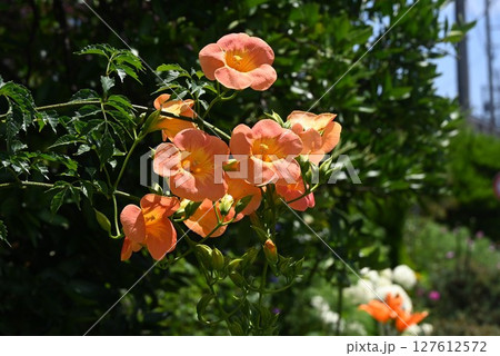 ノウゼンカズラの花・凌霄花 127612572