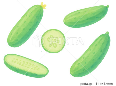 きゅうりの水彩イラスト 透過PNG 野菜素材 127612666