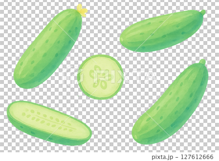 きゅうりの水彩イラスト 透過PNG 野菜素材 127612666